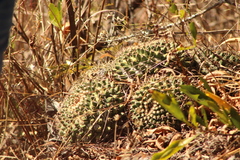 Mammillaria karwinskiana