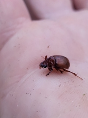 Odonteus thoracicornis