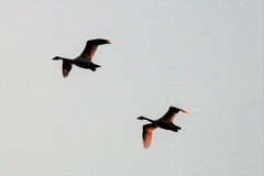 Cygnus columbianus