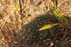 Mammillaria karwinskiana