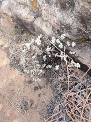 Notholaena standleyi