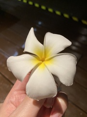 Plumeria