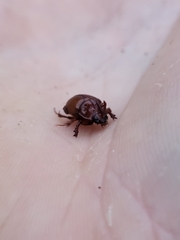 Odonteus thoracicornis