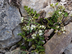Gingidia decipiens