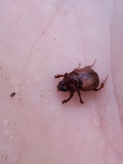 Odonteus thoracicornis