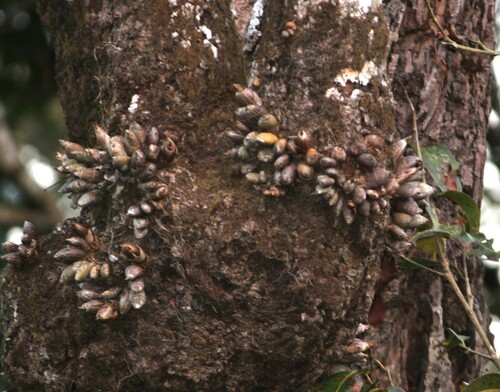 Image of Dendrobium barbatulum by (c) Ashwin Srinivasan, some rights reserved (CC BY)
