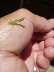 Orthodera ministralis