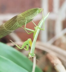 Orthodera ministralis