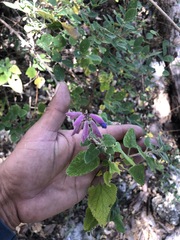 Salvia semiatrata