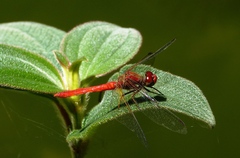 Sympetrum gilvum