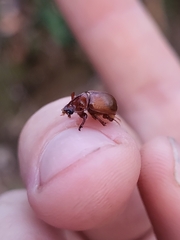 Odonteus thoracicornis