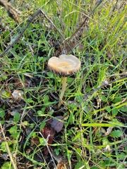 Leratiomyces percevalii