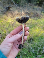 Leratiomyces percevalii