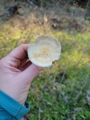 Leratiomyces percevalii