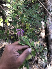 Salvia semiatrata