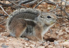 Ammospermophilus harrisii