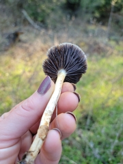 Leratiomyces percevalii