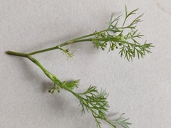 Cyclospermum