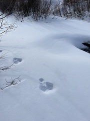 Lepus americanus