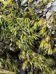 Dicranella heteromalla