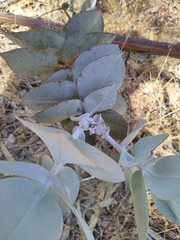 Eucalyptus macrocarpa