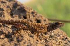 Anolis auratus