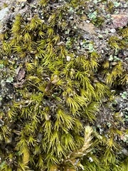 Dicranella heteromalla