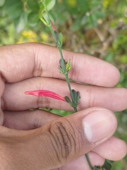 Dicliptera sexangularis