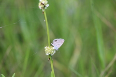 Hemiargus