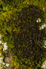 Scytinium lichenoides