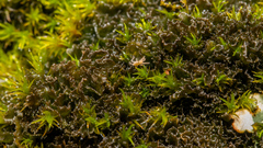 Scytinium lichenoides