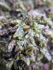 Brotherella recurvans