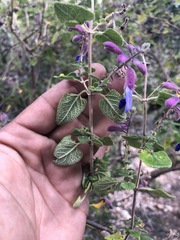 Salvia semiatrata