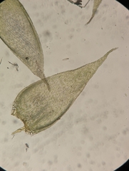 Brotherella recurvans