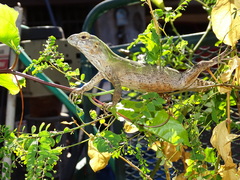 Ctenosaura macrolopha