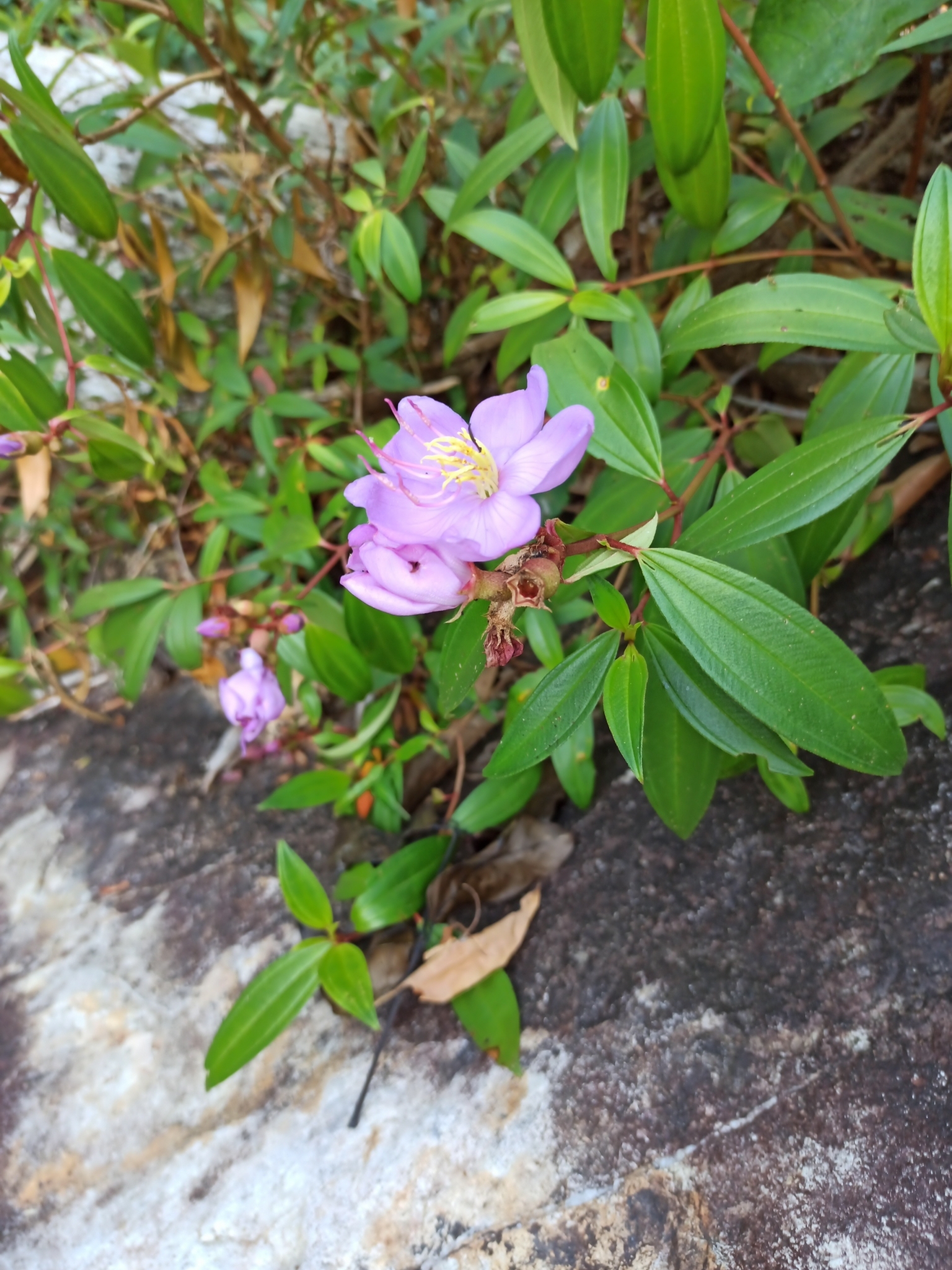 Melastoma malabathricum L.