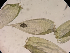 Brotherella recurvans