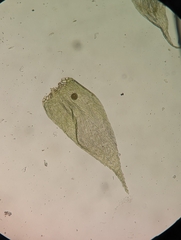 Brotherella recurvans