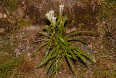 Gentiana algida