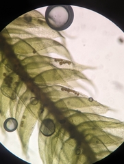 Brotherella recurvans