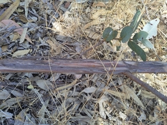 Eucalyptus macrocarpa