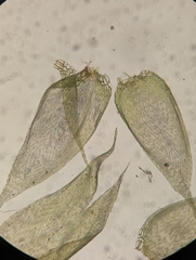 Brotherella recurvans