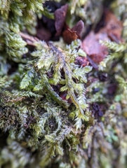 Brotherella recurvans