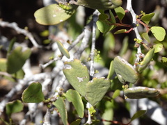 Simmondsia chinensis