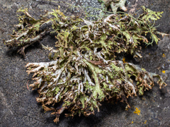 Platismatia stenophylla