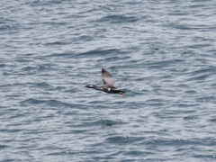 Phalacrocorax punctatus