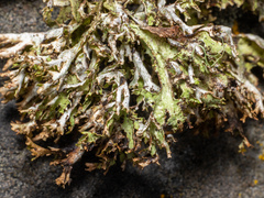 Platismatia stenophylla