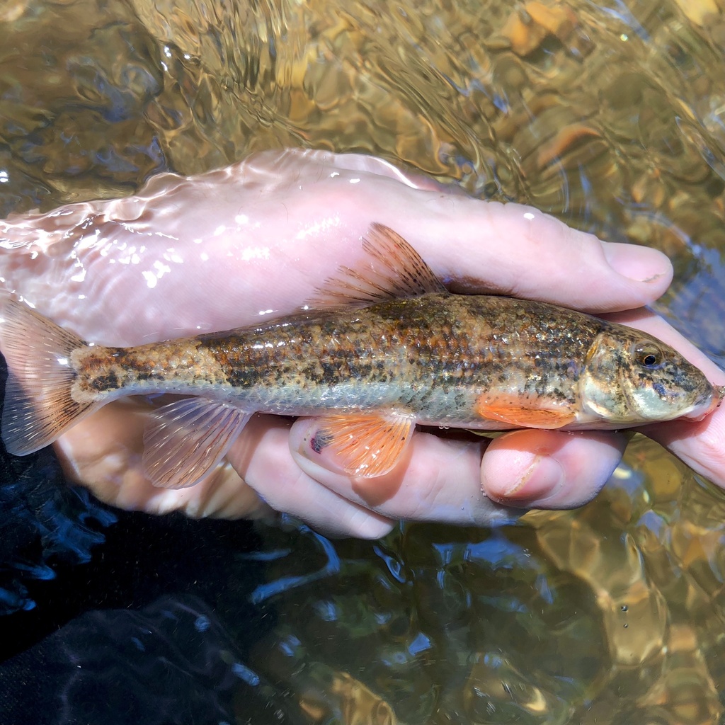 Roanoke Hog Sucker