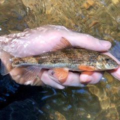 Hypentelium roanokense