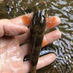 Hypentelium roanokense